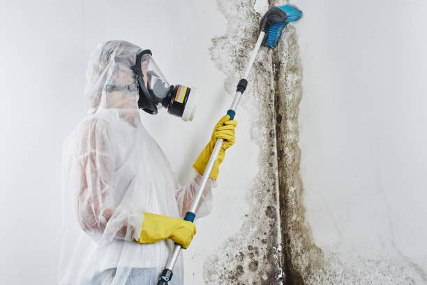 Best Crawl Space Mold Remediation in Huber Ridge, OH