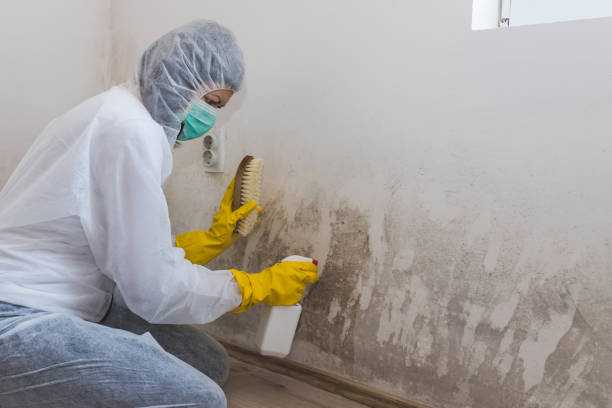 Best Crawl Space Mold Remediation in Huber Ridge, OH