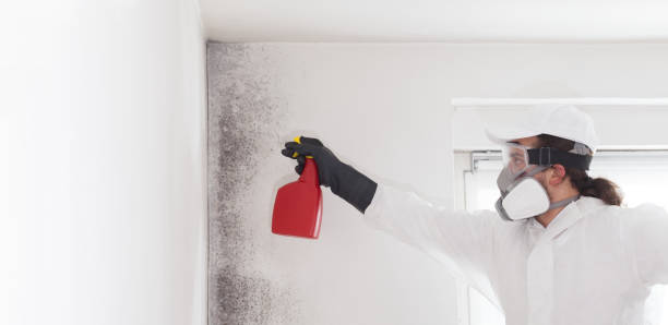 Best Mold Remediation for Specific Building Types in Huber Ridge, OH