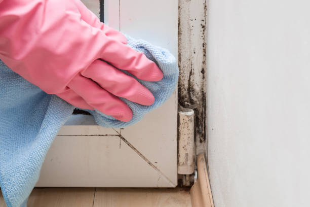 Best Basement Mold Remediation in Huber Ridge, OH